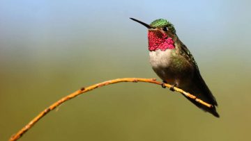 Hummingbirds Can See Colors We Can’t Even Imagine, New Research Shows