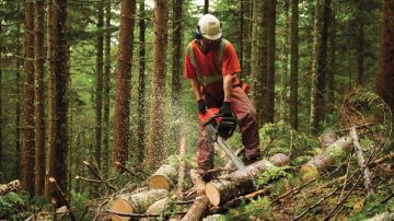 Barking up the Wrong Tree in Old-Growth Controversy?