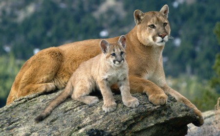 What is a cougar cub relationship?