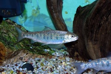 IRES Adjunct Professor Colin Levings has a new book out: “Ecology of Salmonids in Estuaries Around the World”