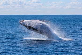 Thar She Grows: A New Way to Tell a Gray Whale’s Age