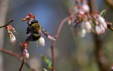 ‘Non-union’ bees make blueberries thrive — but only if they have a home