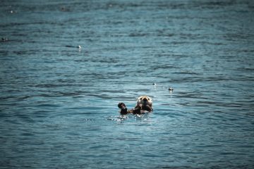 Reintroducing sea otters is good for the environment and the economy, and both matter