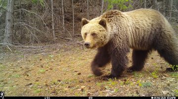 Camera traps show effects of outdoor recreation on B.C. wildlife