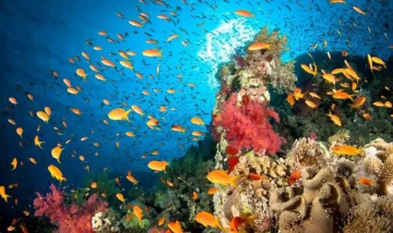 Egypt’s tolerance to climate change saves ‘coral worldwide’