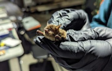 Nose for trouble: B.C. scientists brace for a deadly bat fungus