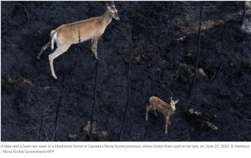 Canada’s wildfires take devastating toll on wildlife  