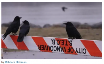 Is Our Food Waste Creating a Murder of Crows?