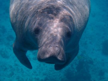 Finalists for 2025 Indianapolis Prize helping protect parrots, manatees, jaguars and more 