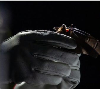 The secret lives of Vancouver’s bats — and the race to save them 